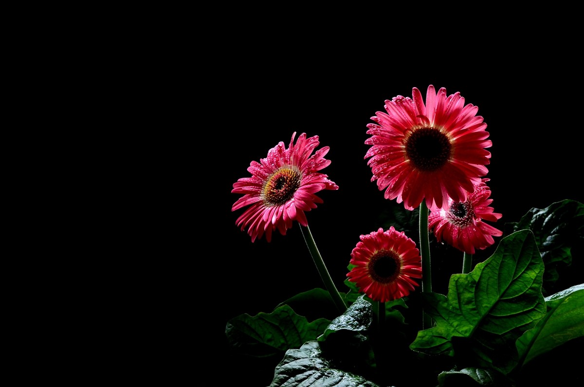 一组扶郎花贺无色无相任苏州星空(中国)版主