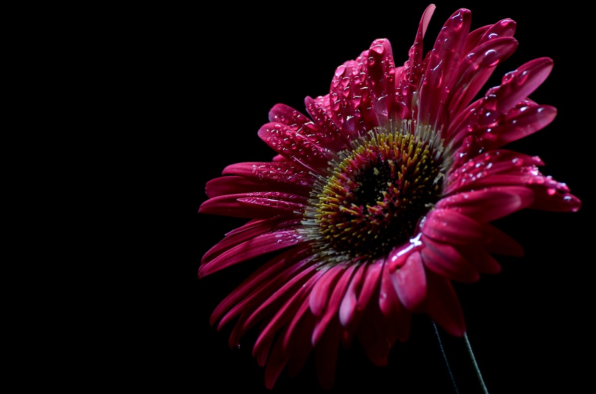 一组扶郎花贺无色无相任苏州星空(中国)版主