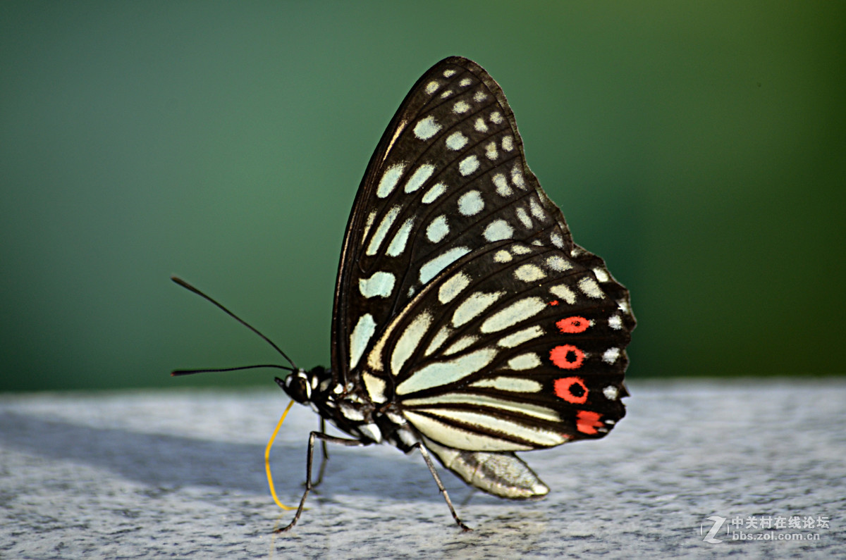 夏日荷花别样美