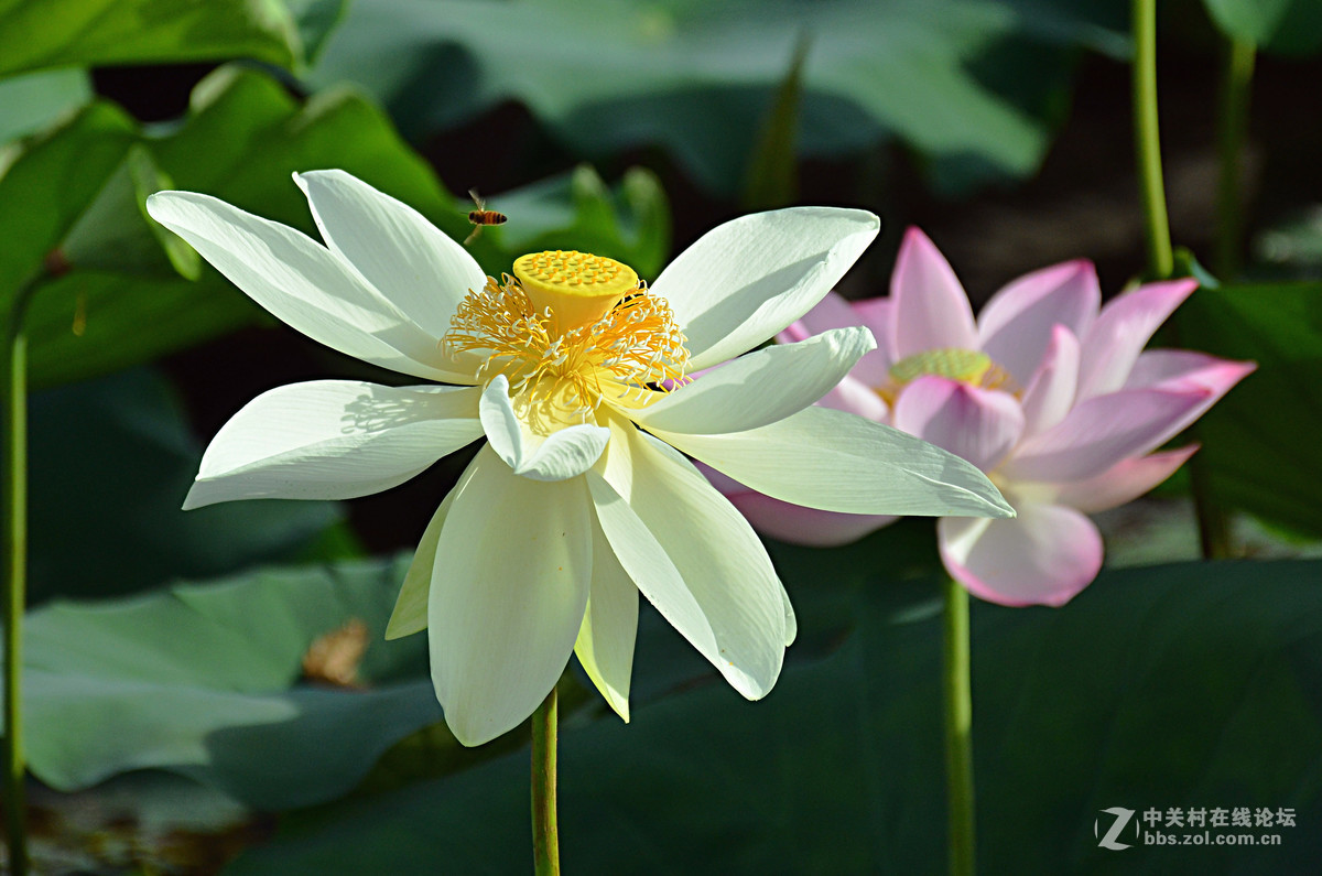 夏日荷花别样美