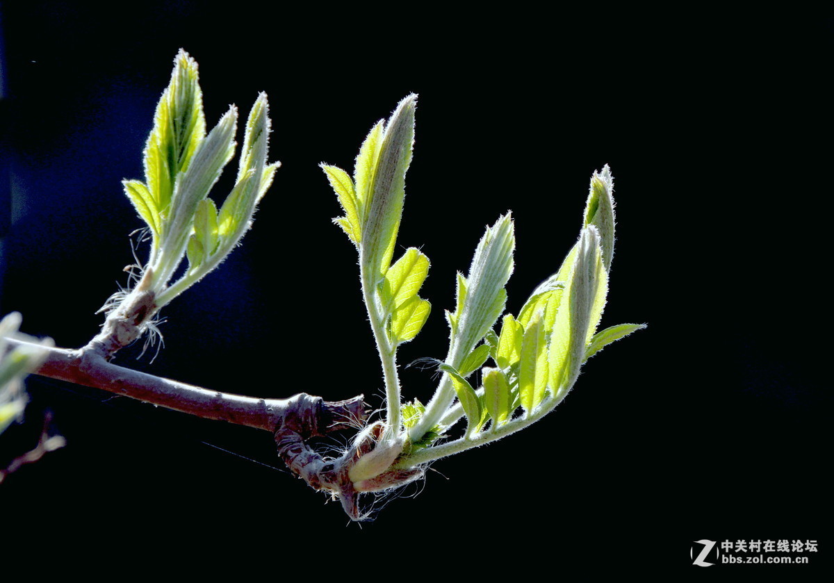 #版主坐堂# 4-6月尼康p510精华帖摘选