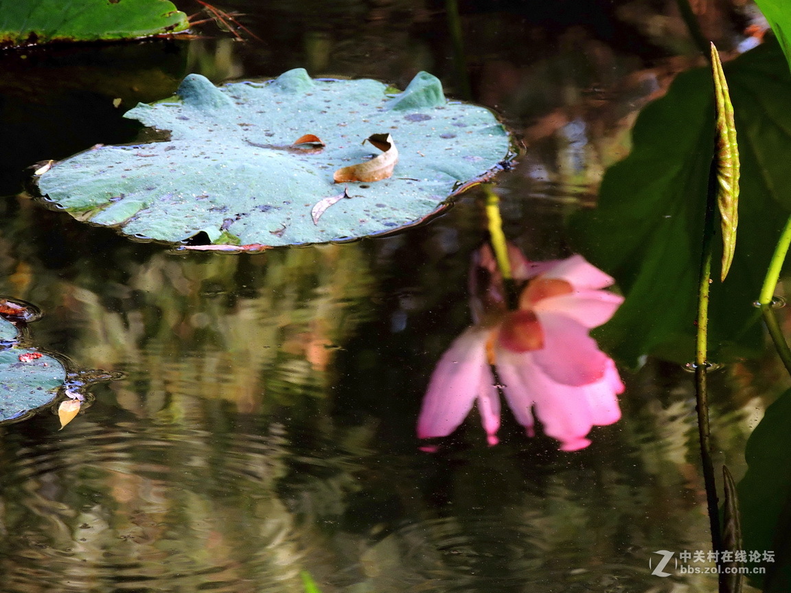 #版主坐堂# 4-6月尼康p510精华帖摘选