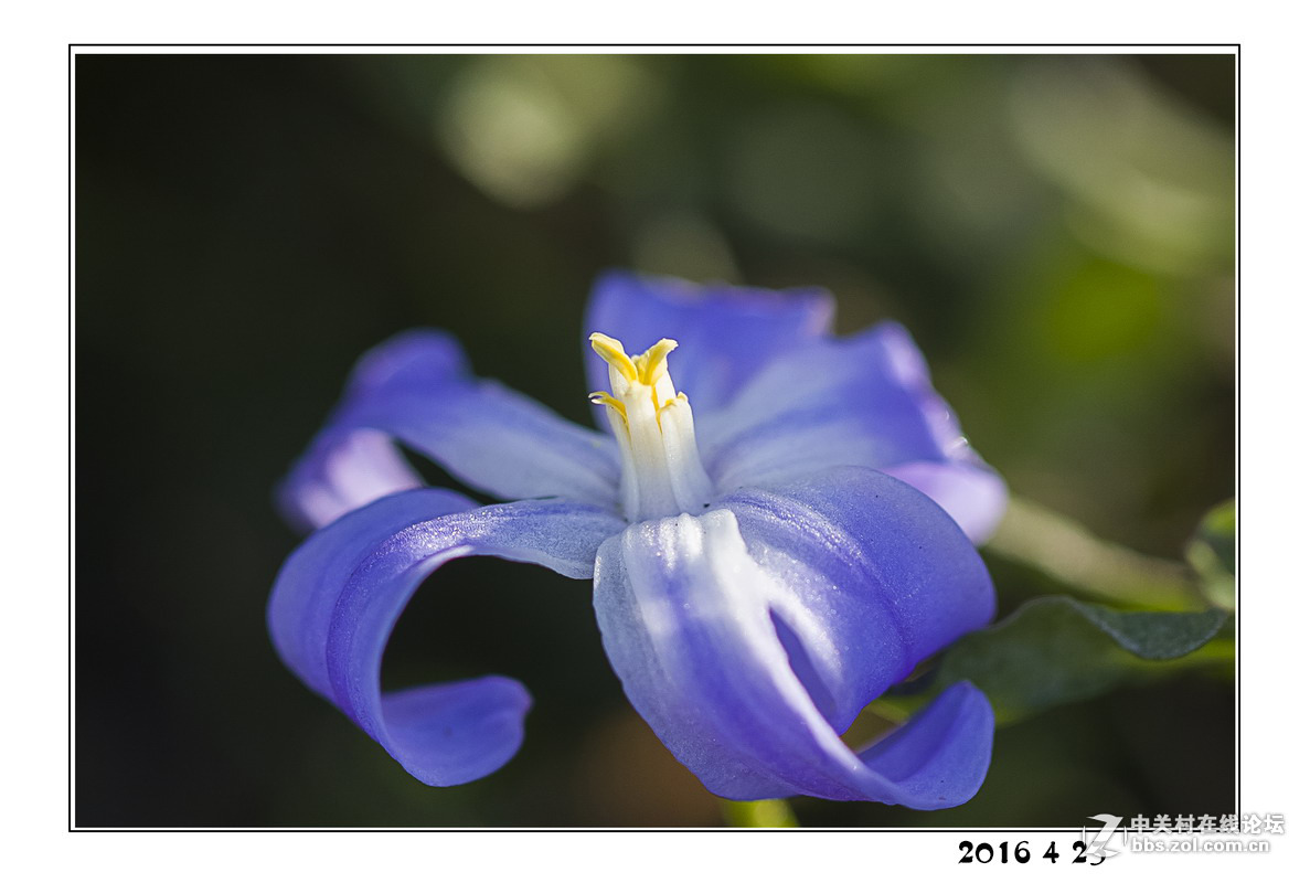 #版主坐堂# 4-6月尼康p510精华帖摘选