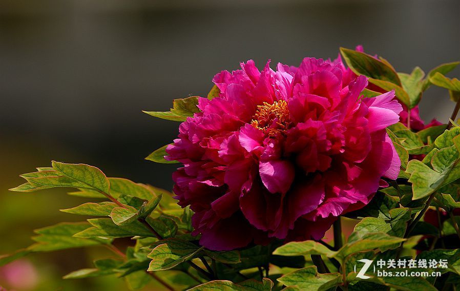 #版主坐堂# 4-6月尼康p510精华帖摘选