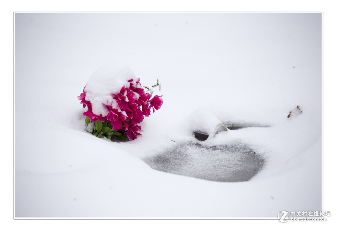 #版主坐堂# 4-6月尼康p510精华帖摘选