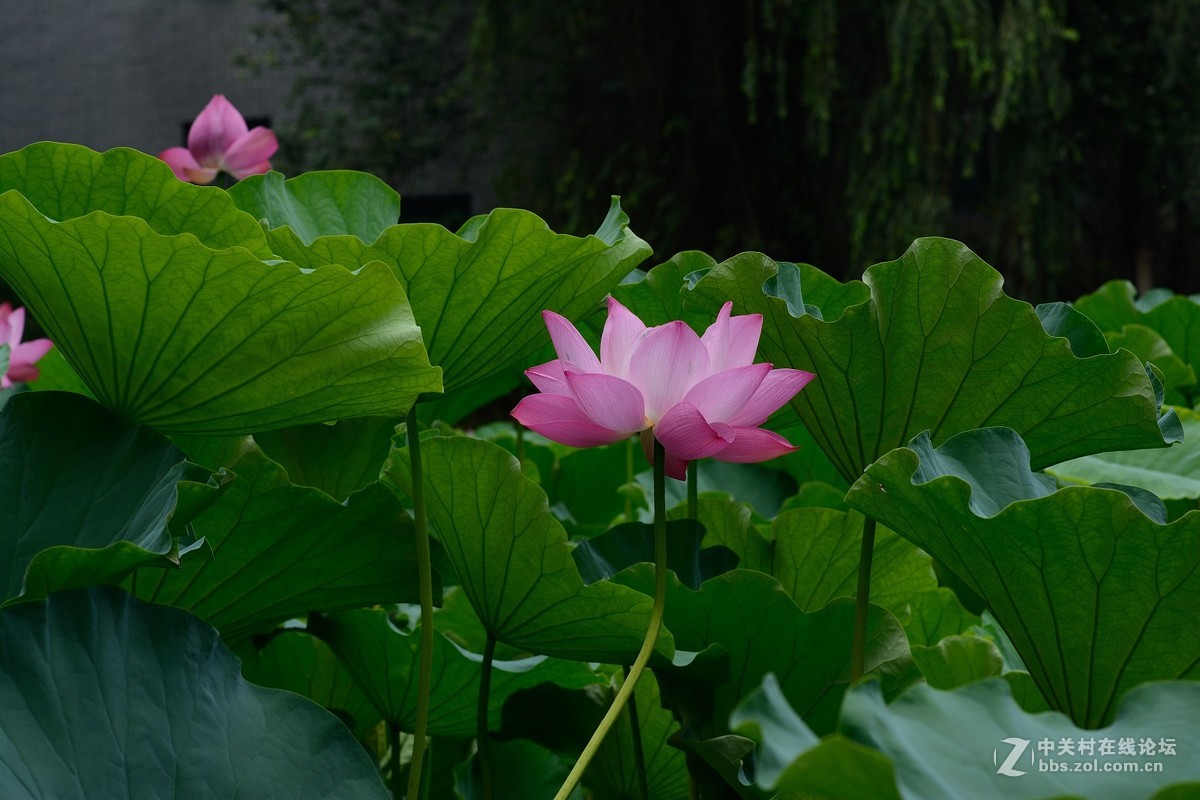 同一个机位不同镜头拍荷花