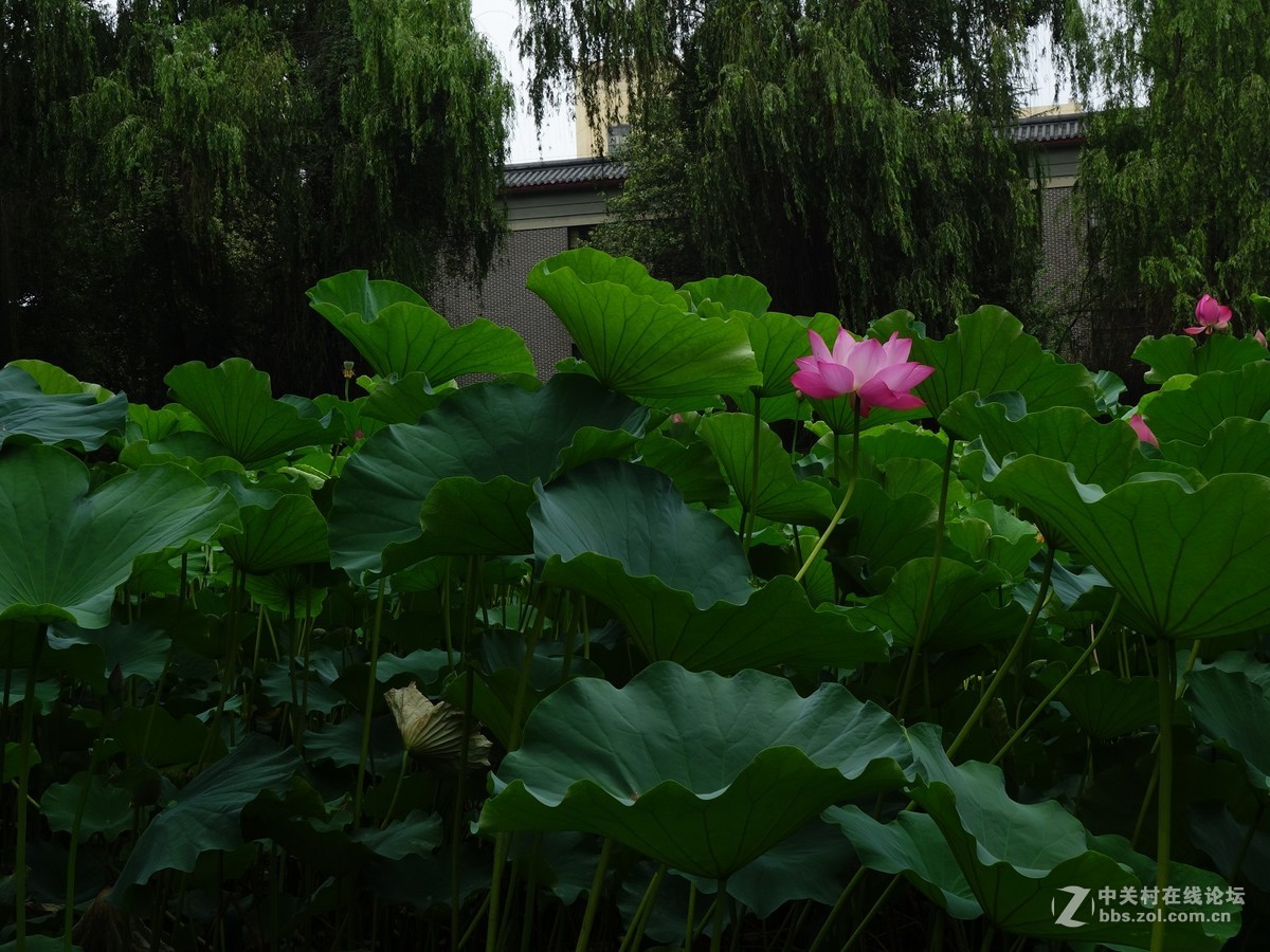 同一个机位不同镜头拍荷花