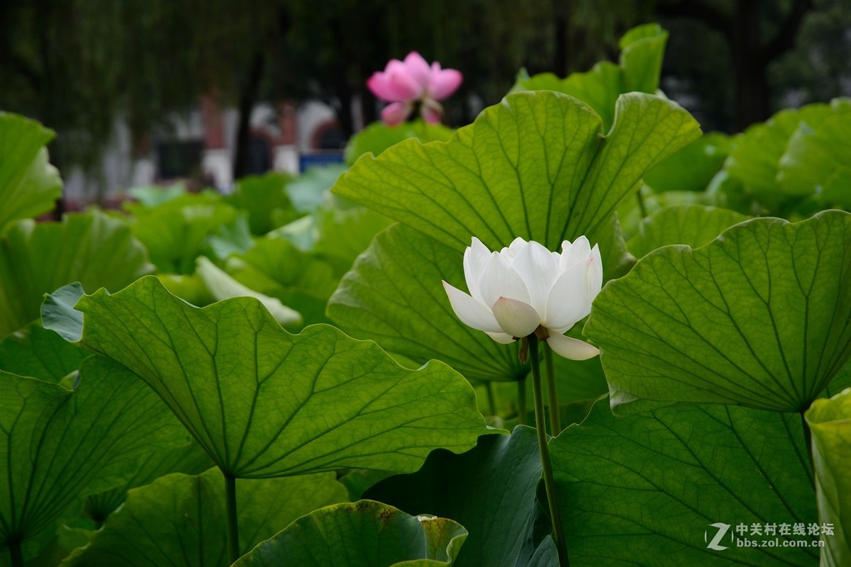 同一个机位不同镜头拍荷花