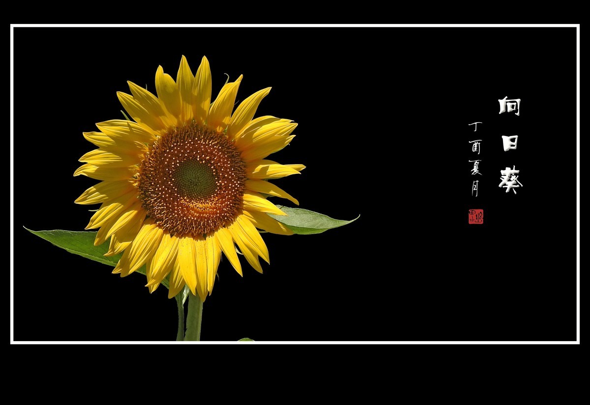 葵花朵朵向阳开