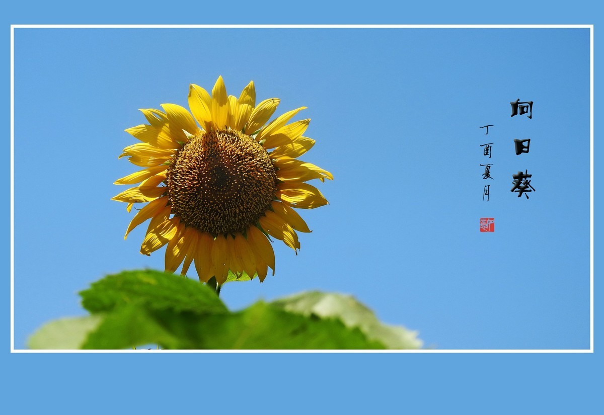 葵花朵朵向阳开