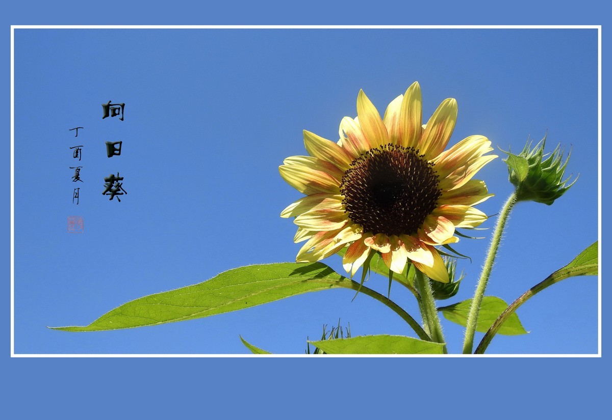 葵花朵朵向阳开