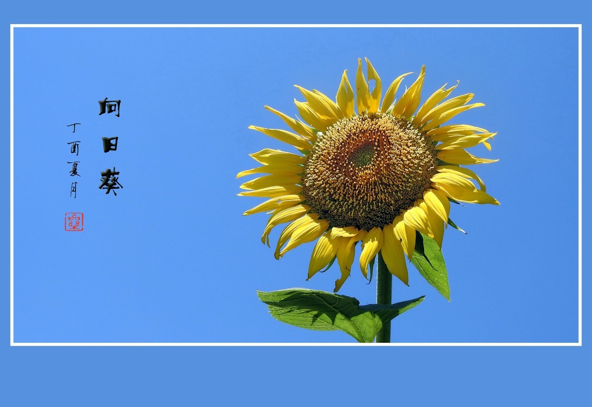 葵花朵朵向阳开