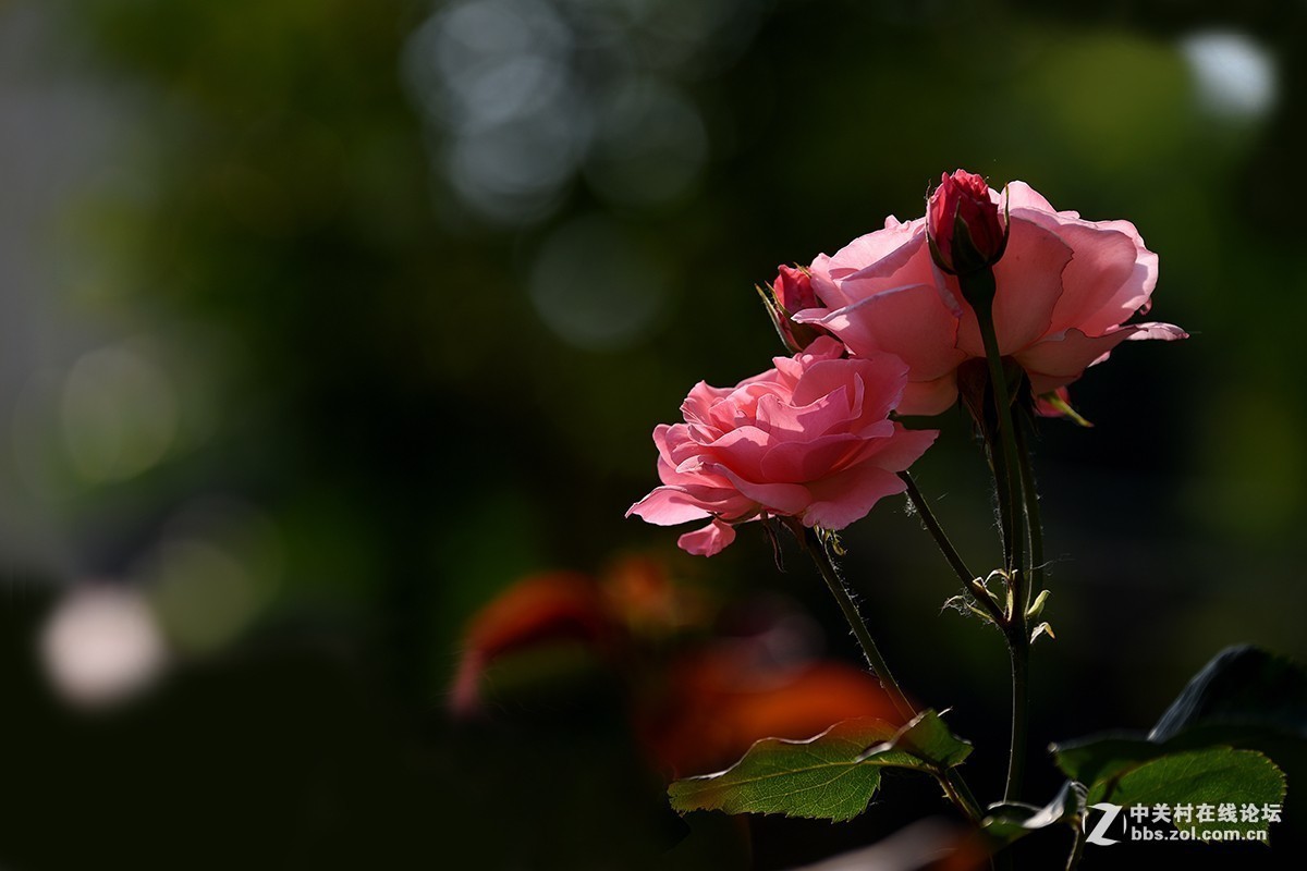 #版主坐堂# 小五星空(中国)2017年十月精品荟萃