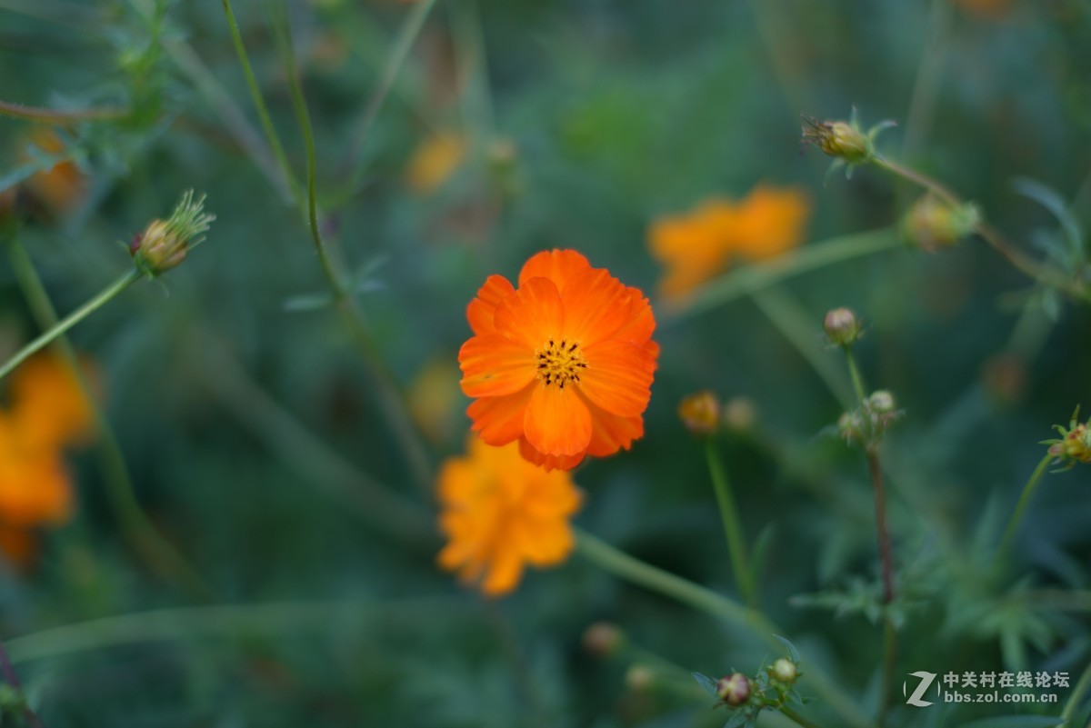 随拍-适马50/1.4拍微距