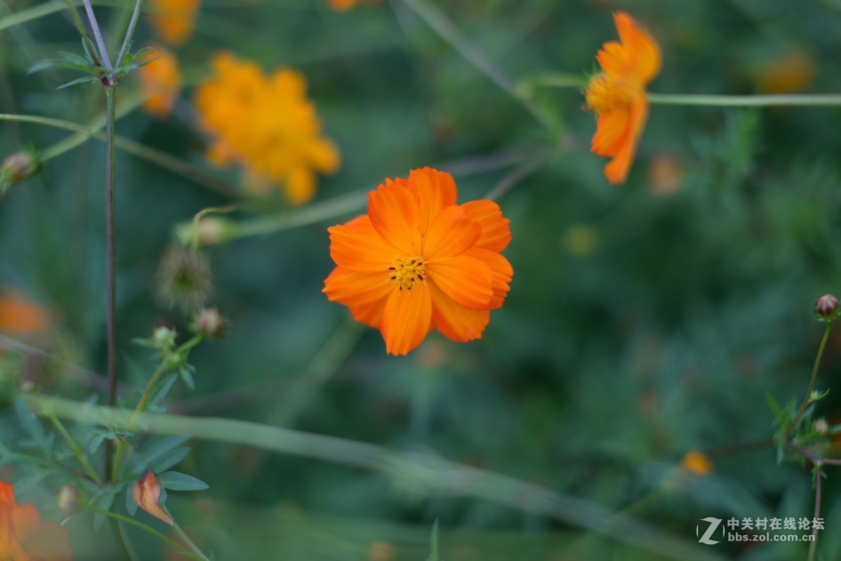 随拍-适马50/1.4拍微距