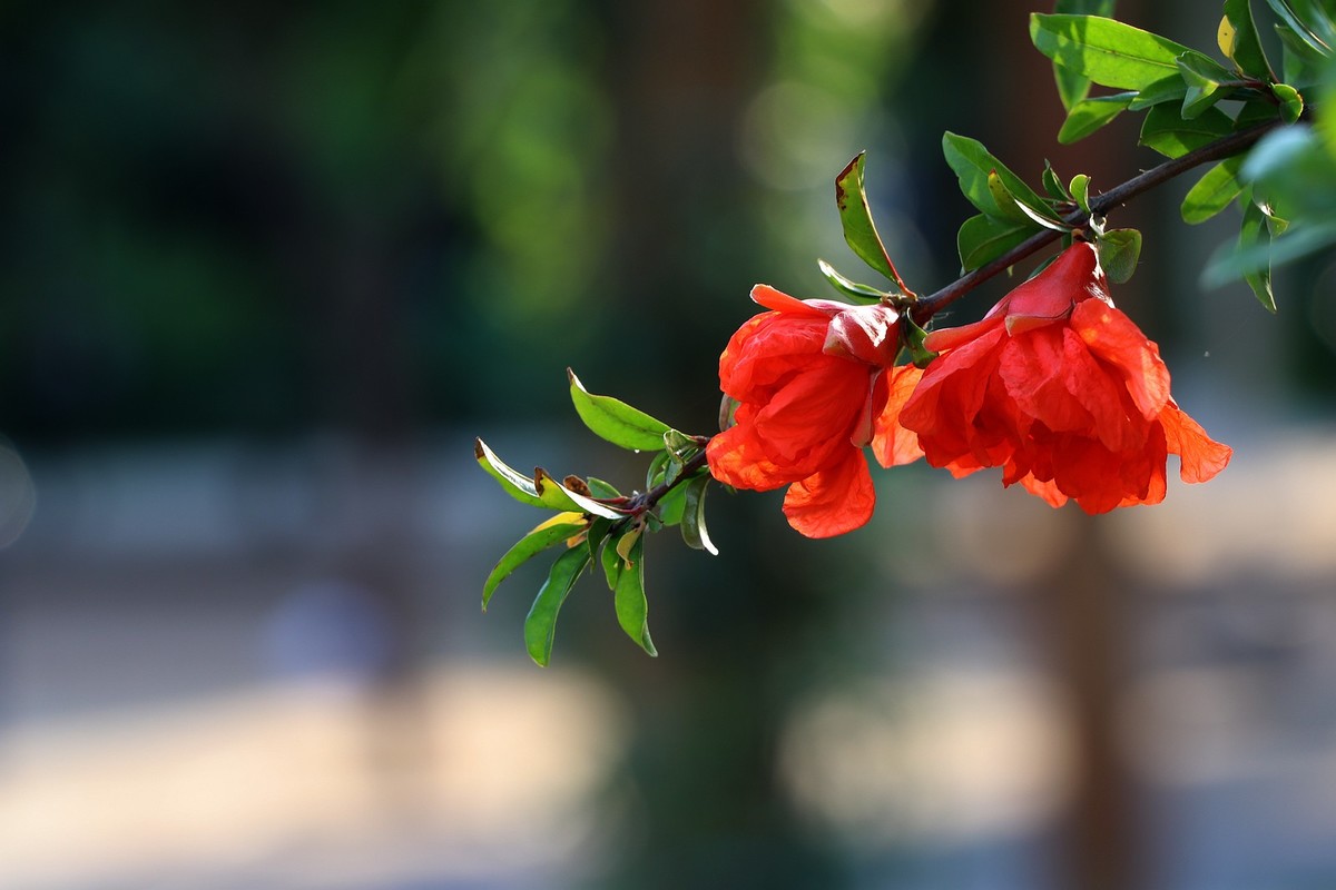 人民公园的花儿与建筑