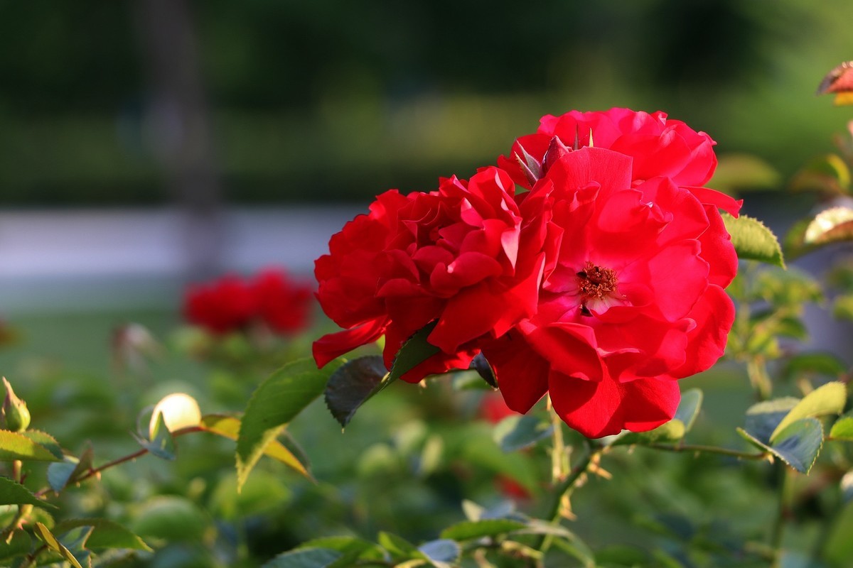 人民公园的花儿与建筑