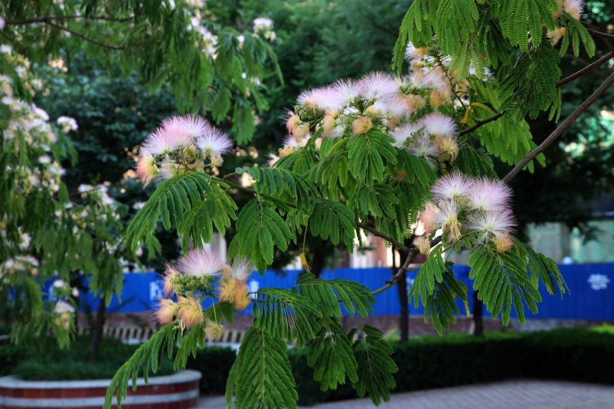 人民公园的花儿与建筑