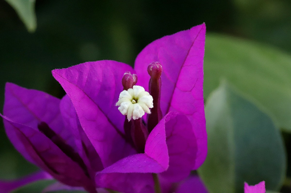 冬天里艳丽紫梅