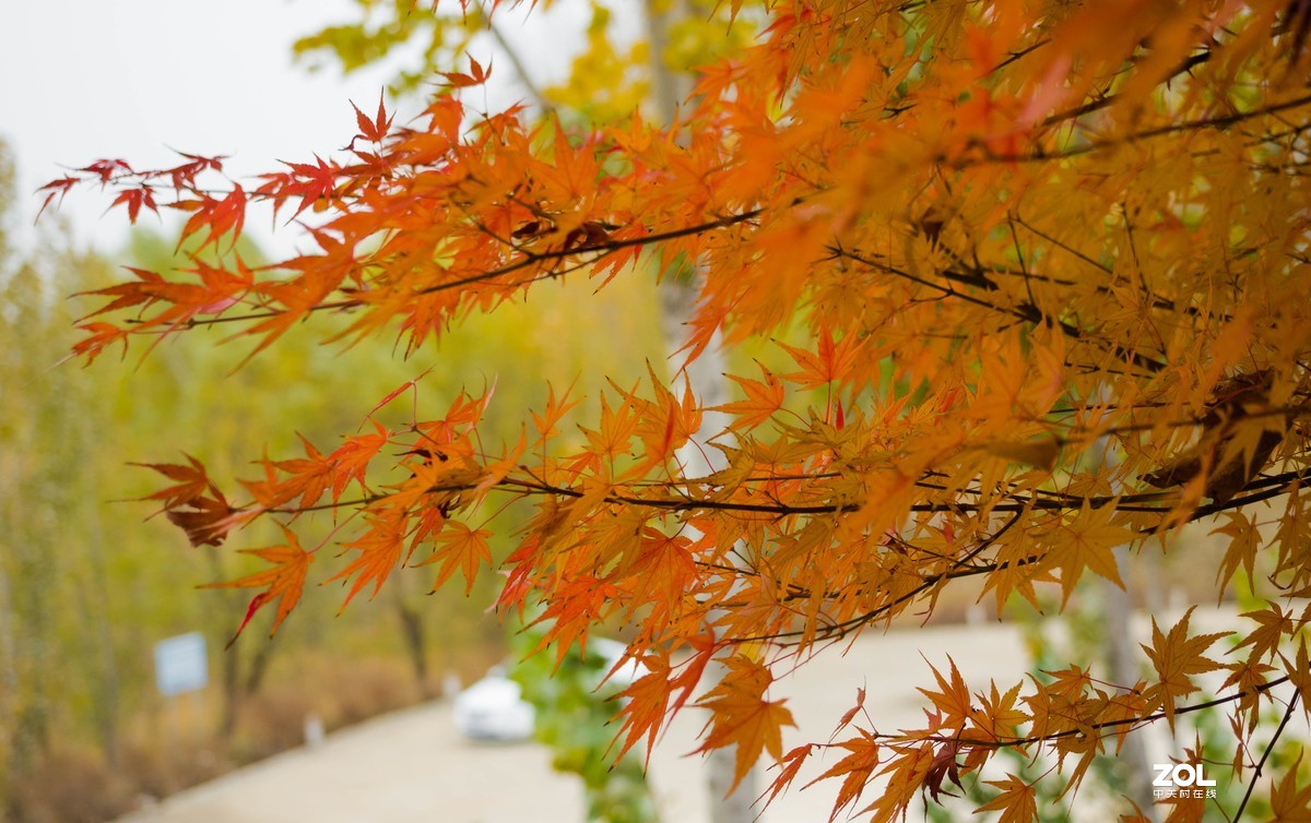 新入EM5II12-40套机，试镜拍摄，本小白还是新手请各位指正！LR胡乱后期了下！