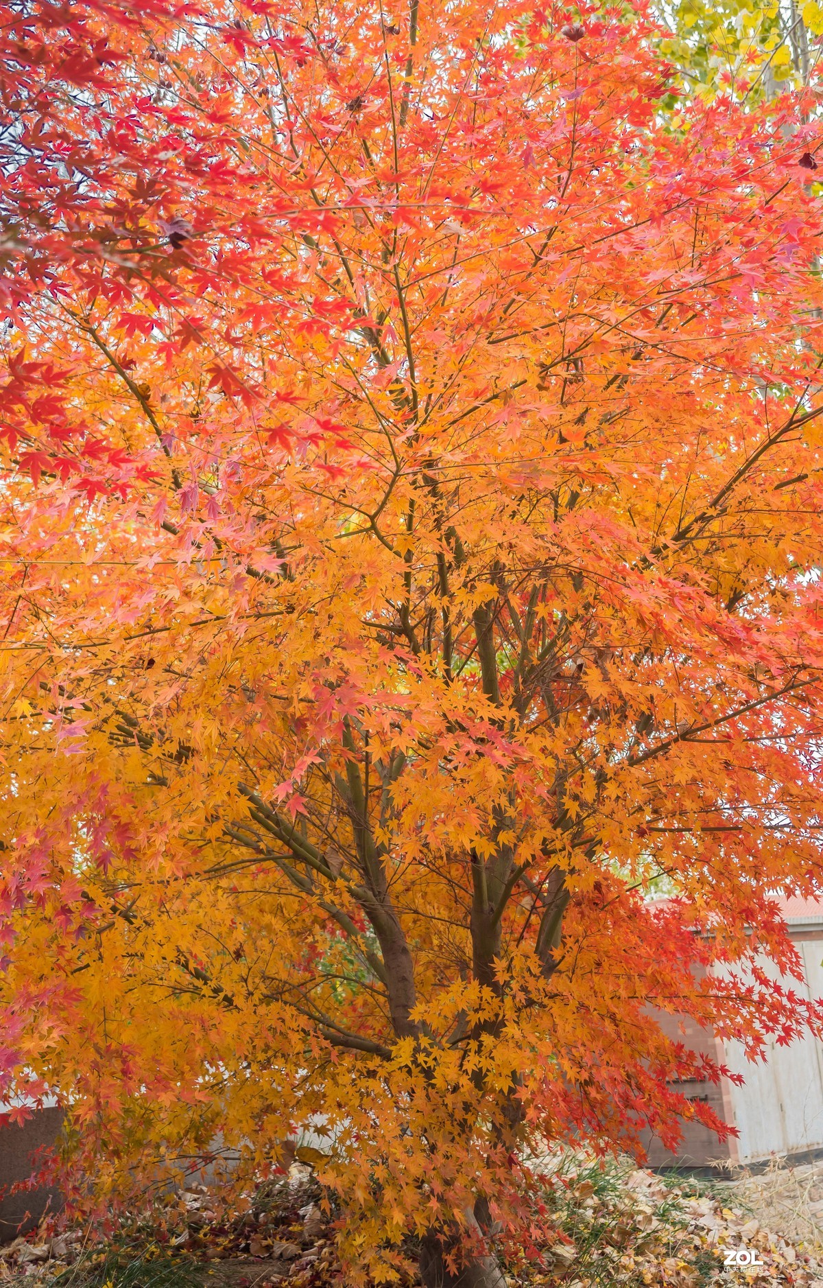 新入EM5II12-40套机，试镜拍摄，本小白还是新手请各位指正！LR胡乱后期了下！