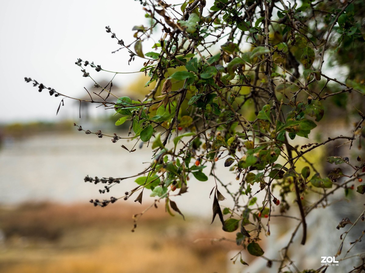 新入EM5II12-40套机，试镜拍摄，本小白还是新手请各位指正！LR胡乱后期了下！