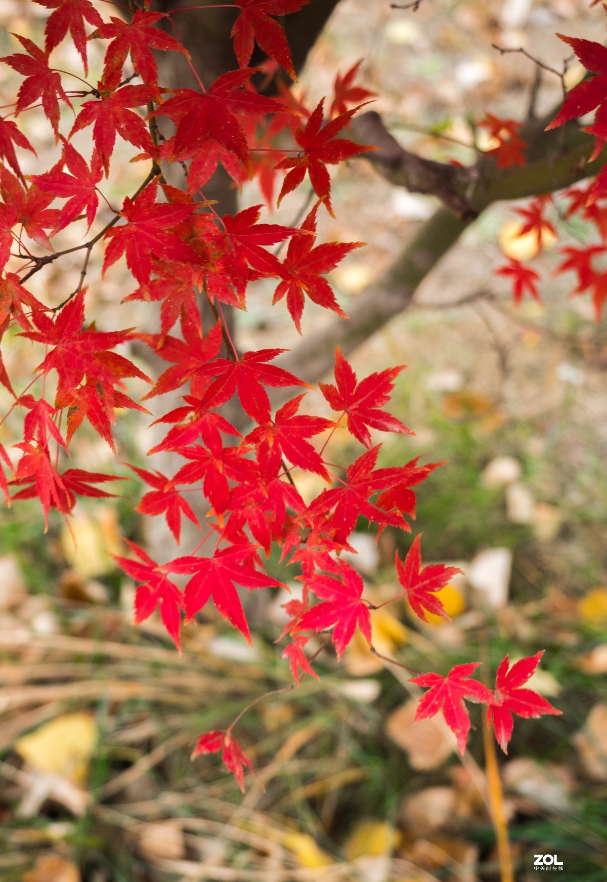 新入EM5II12-40套机，试镜拍摄，本小白还是新手请各位指正！LR胡乱后期了下！