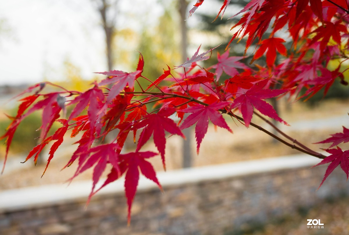 新入EM5II12-40套机，试镜拍摄，本小白还是新手请各位指正！LR胡乱后期了下！