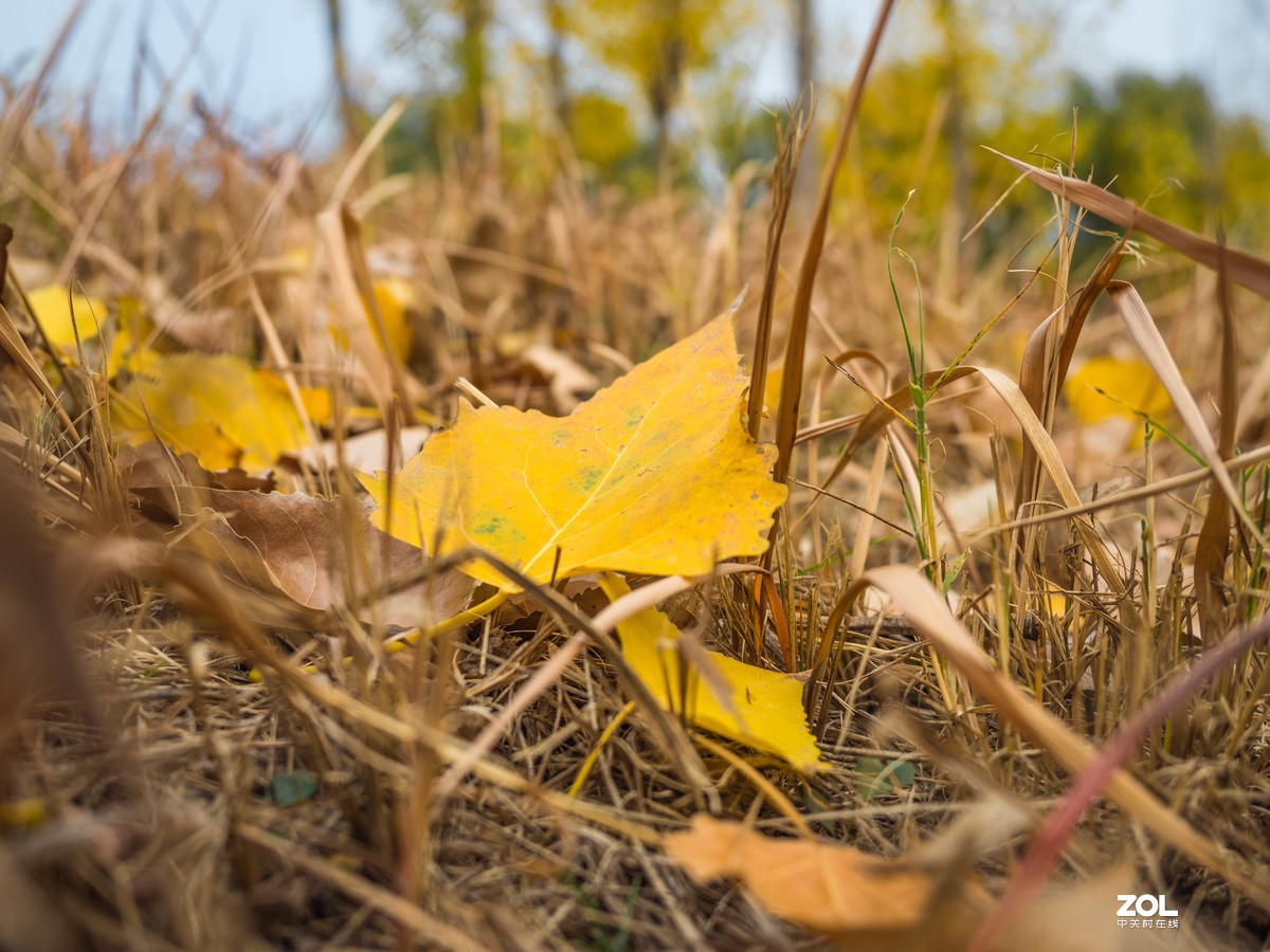 新入EM5II12-40套机，试镜拍摄，本小白还是新手请各位指正！LR胡乱后期了下！