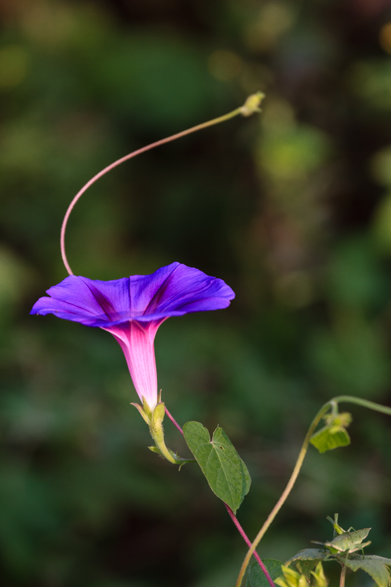 牵牛花