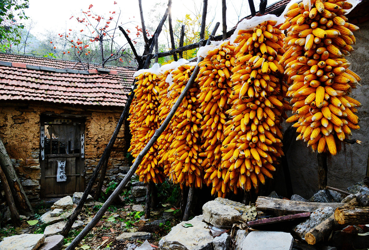 青州柿子沟所拍