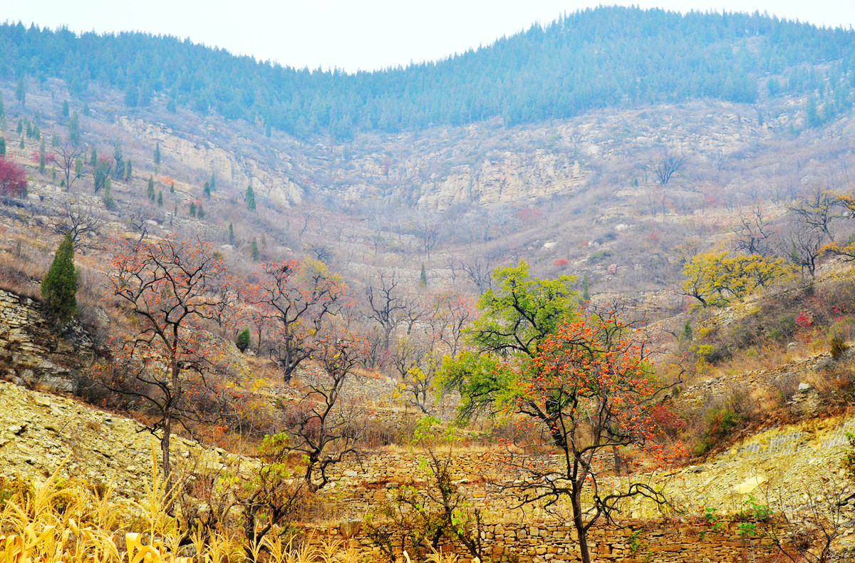 青州柿子沟所拍