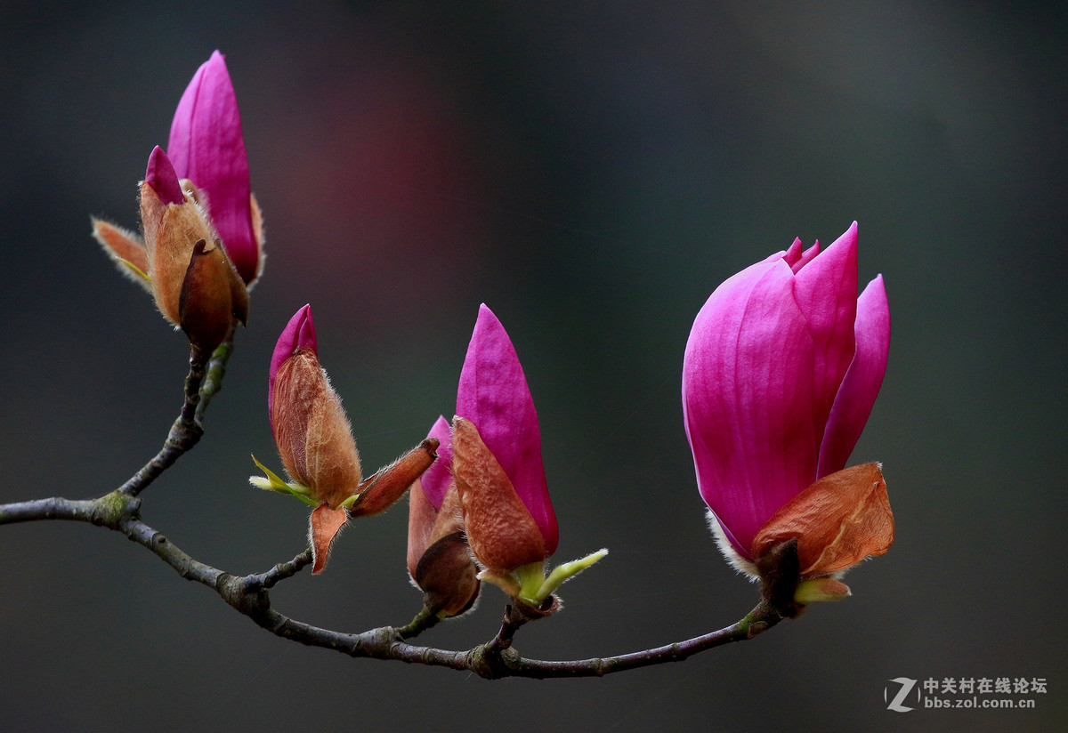 花鸟图～～～～～～～