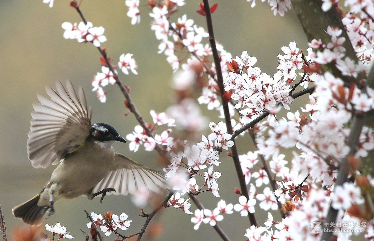 花鸟图～～～～～～～