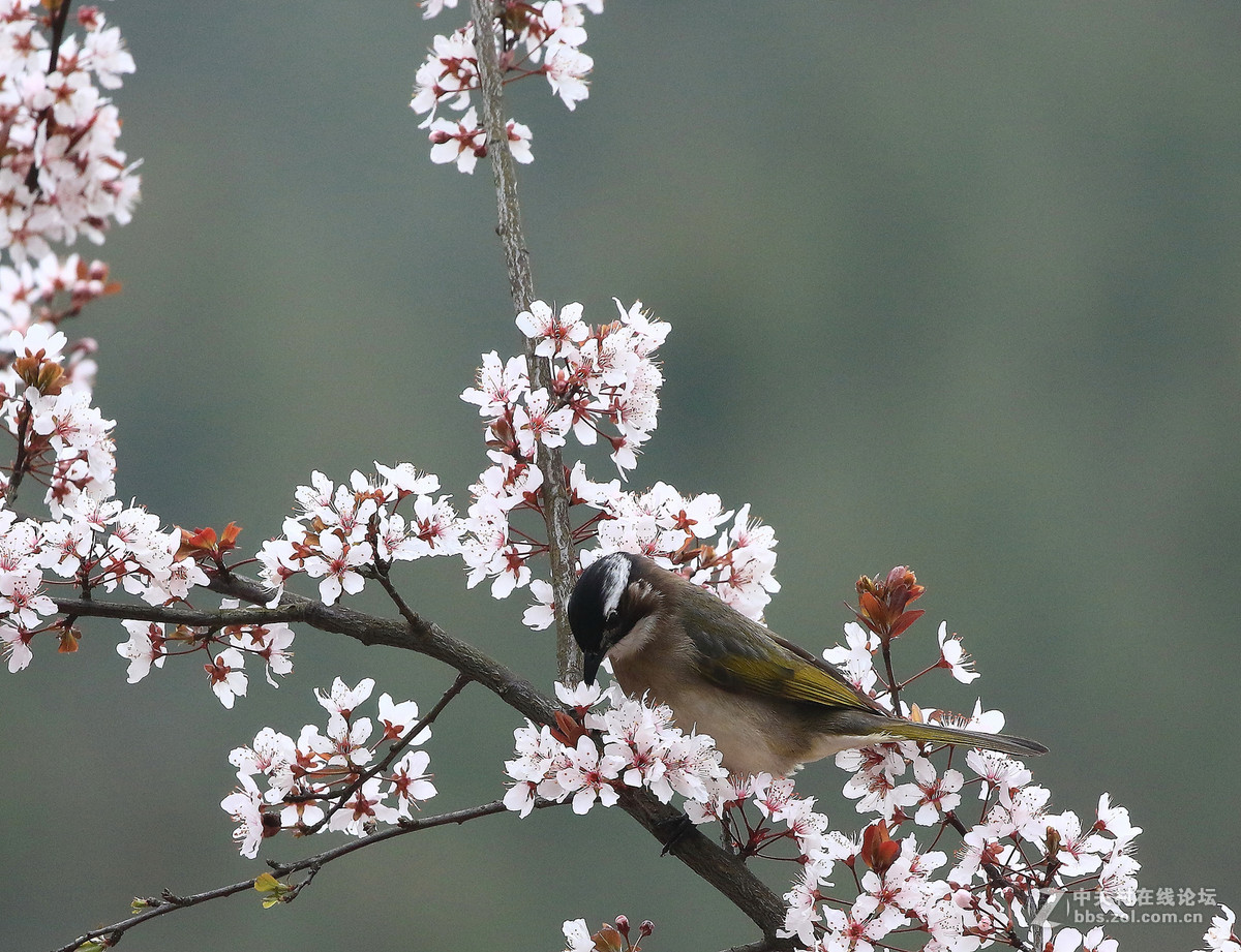 花鸟图～～～～～～～