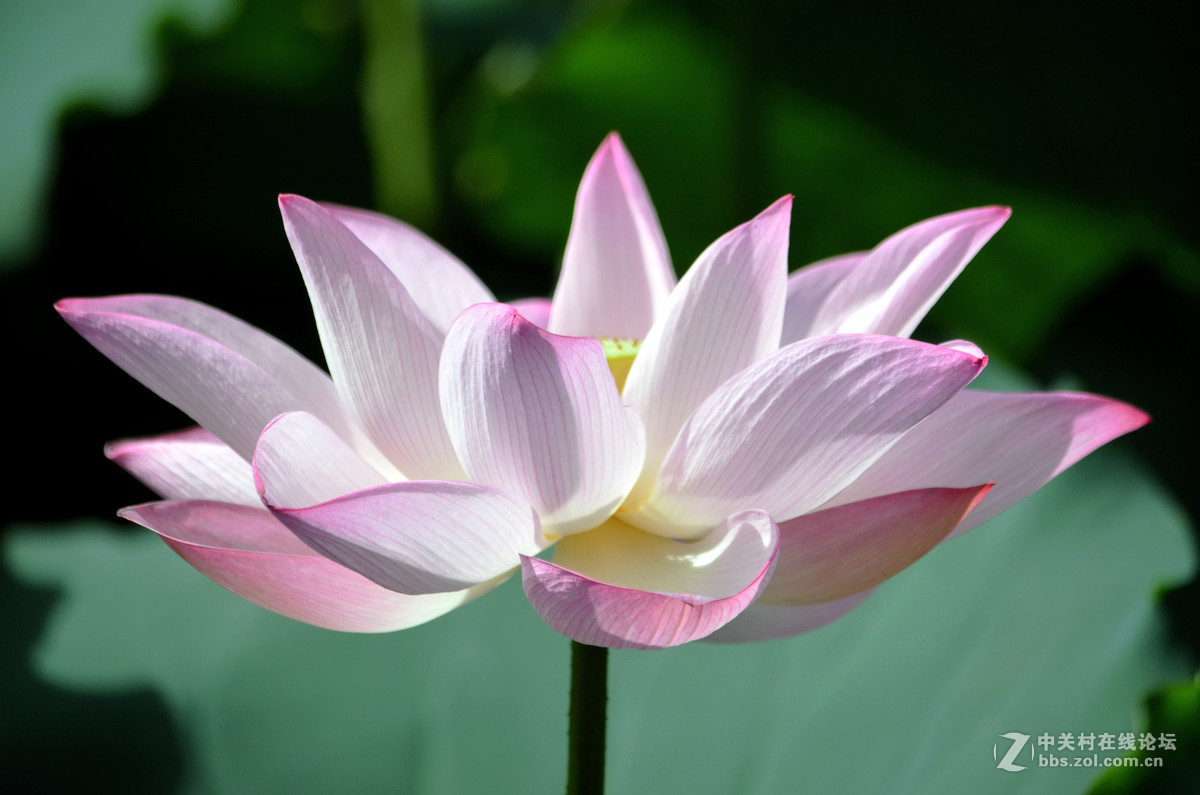 夏日荷花别样美