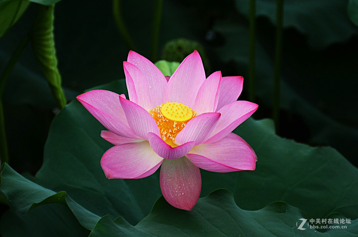 夏日荷花别样美