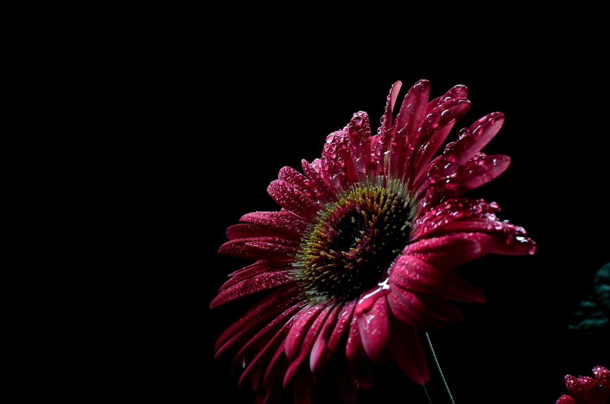 一组扶郎花贺无色无相任苏州星空(中国)版主