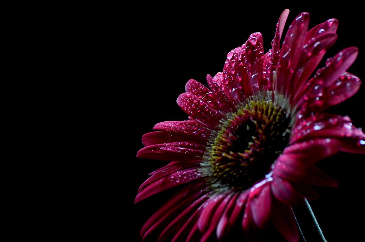 一组扶郎花贺无色无相任苏州星空(中国)版主