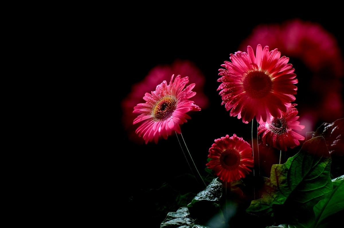 一组扶郎花贺无色无相任苏州星空(中国)版主