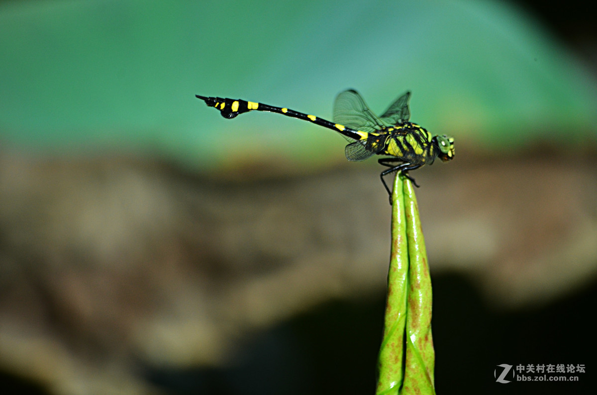 夏日荷花别样美