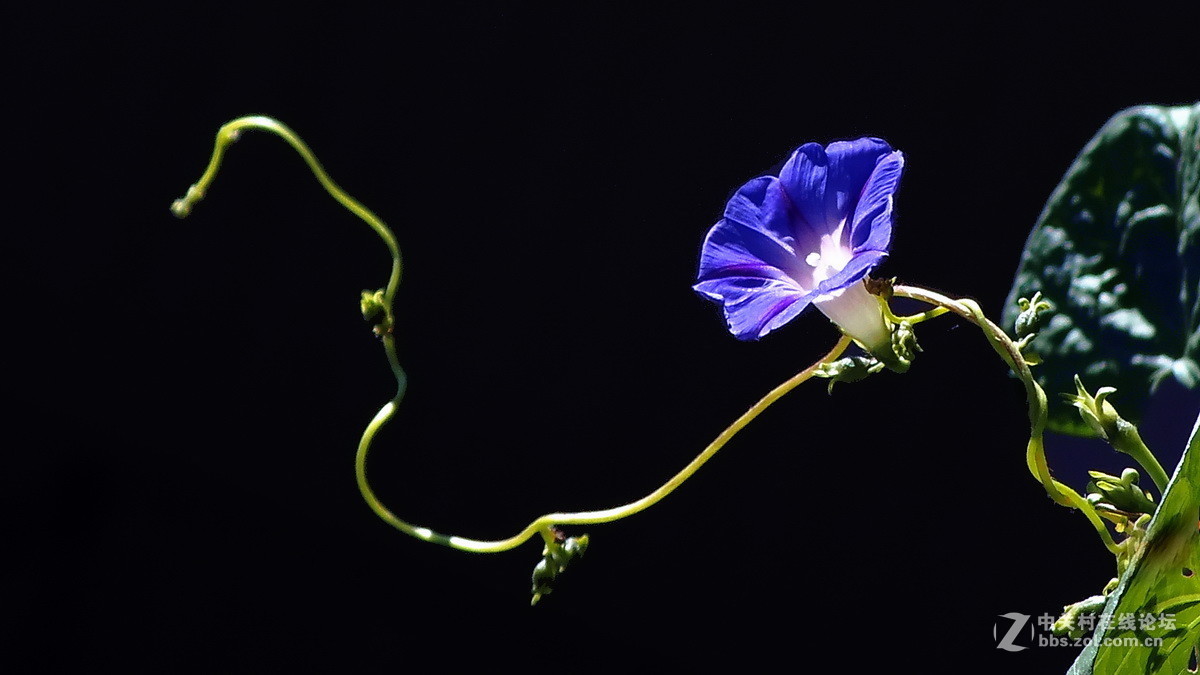 #版主坐堂# 4-6月尼康p510精华帖摘选