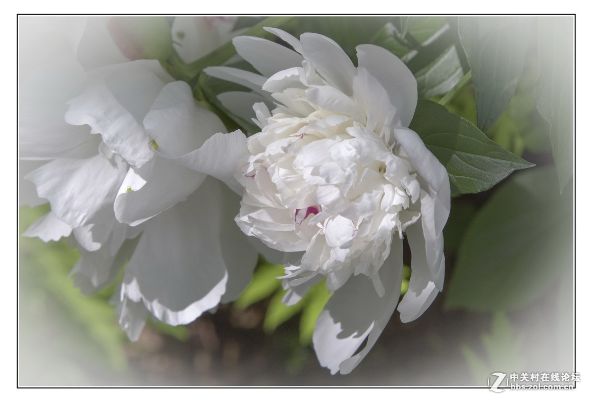 #版主坐堂# 4-6月尼康p510精华帖摘选