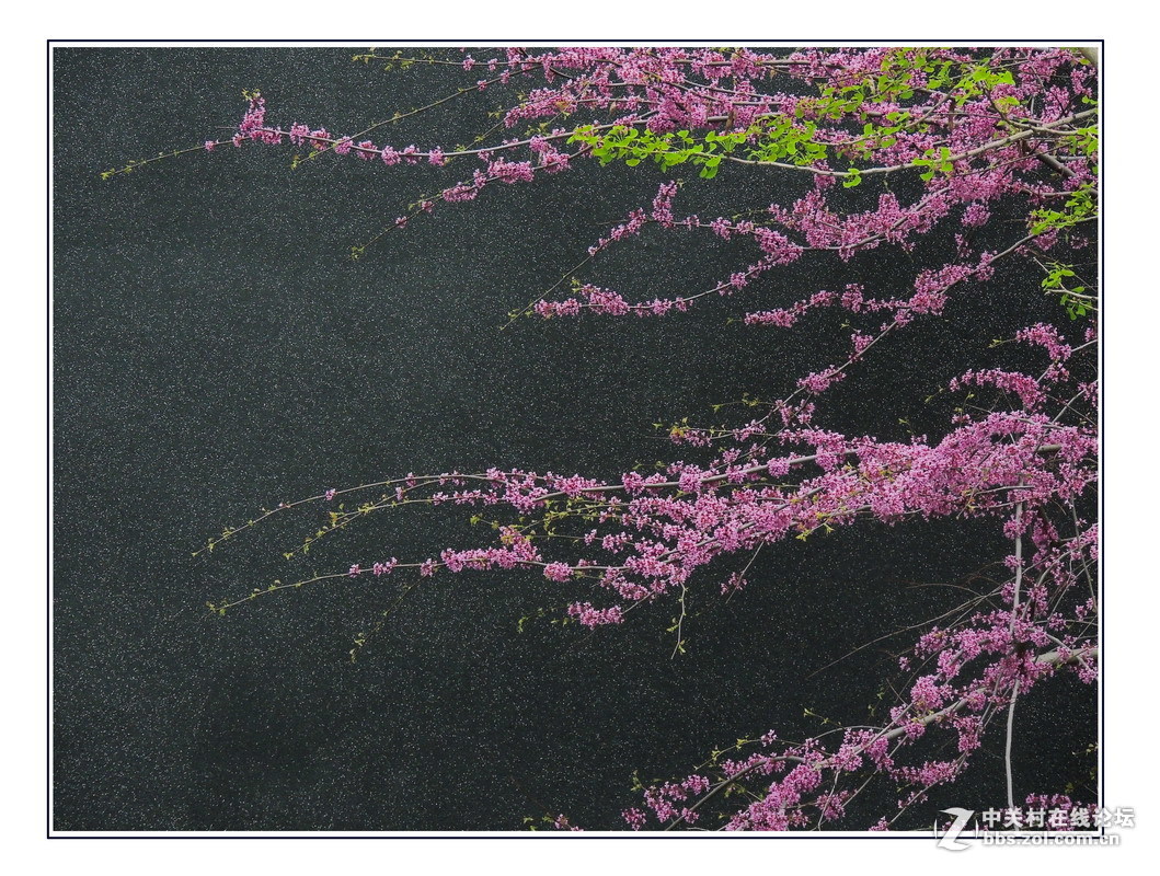 #版主坐堂# 4-6月尼康p510精华帖摘选