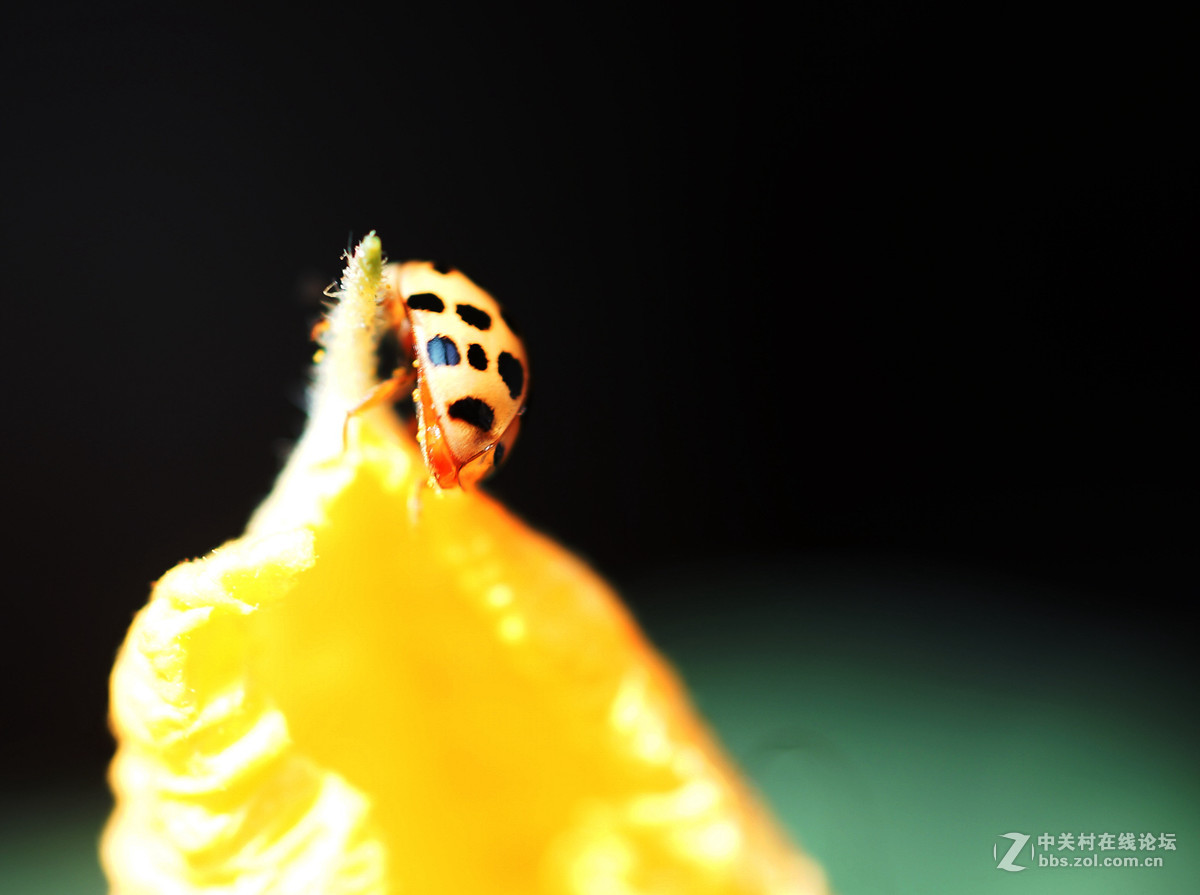 t星瓢虫一小家伙