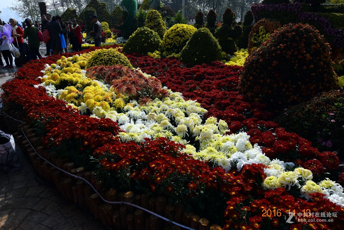 汉口江滩观菊展