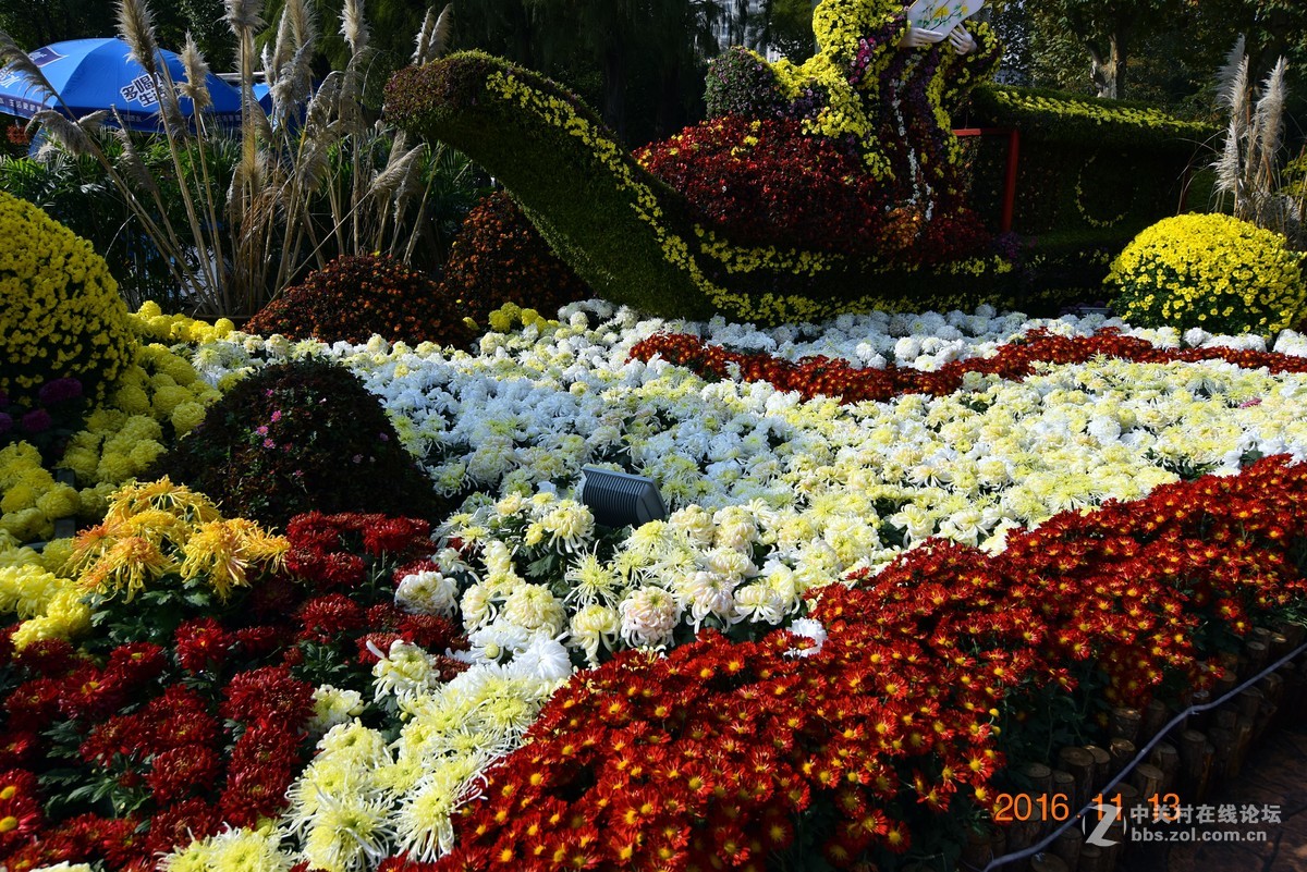 汉口江滩观菊展