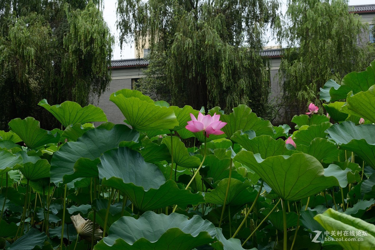 同一个机位不同镜头拍荷花
