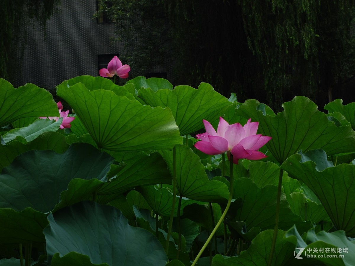 同一个机位不同镜头拍荷花