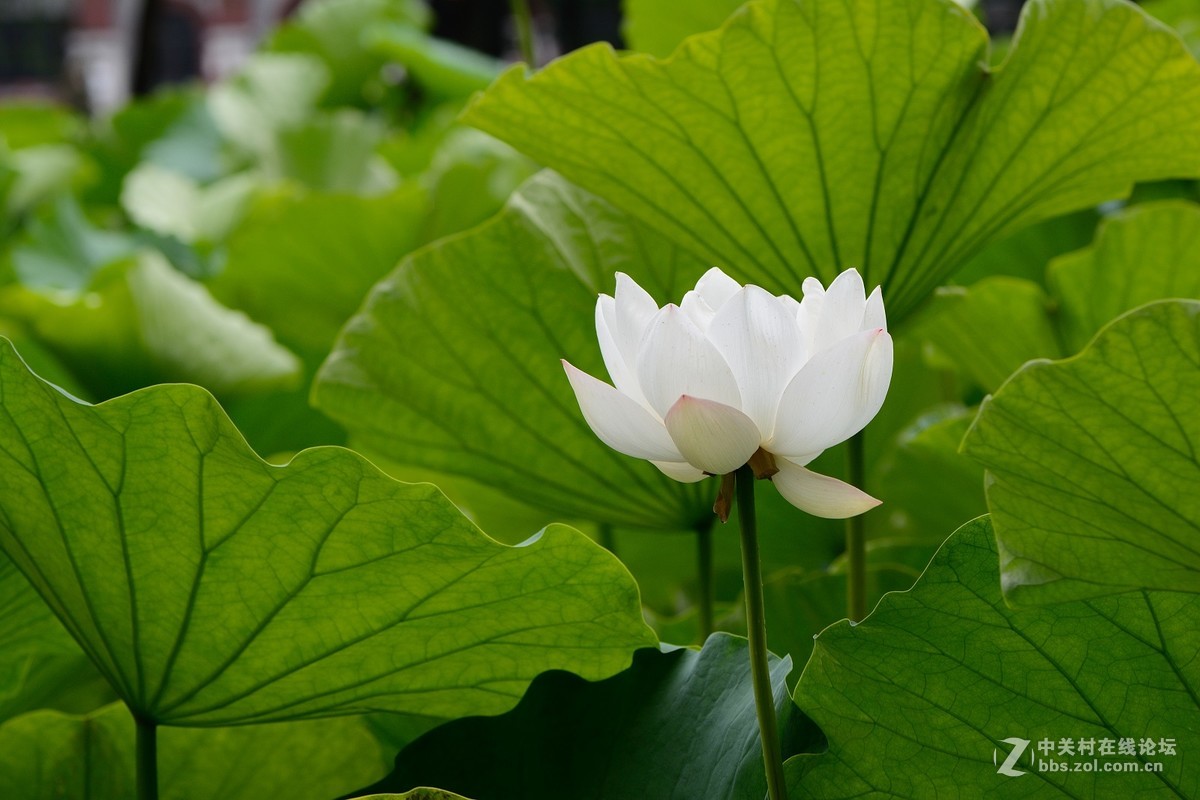 同一个机位不同镜头拍荷花